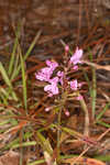 Coastal plain balm